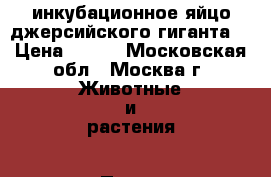 инкубационное яйцо джерсийского гиганта  › Цена ­ 100 - Московская обл., Москва г. Животные и растения » Птицы   . Московская обл.,Москва г.